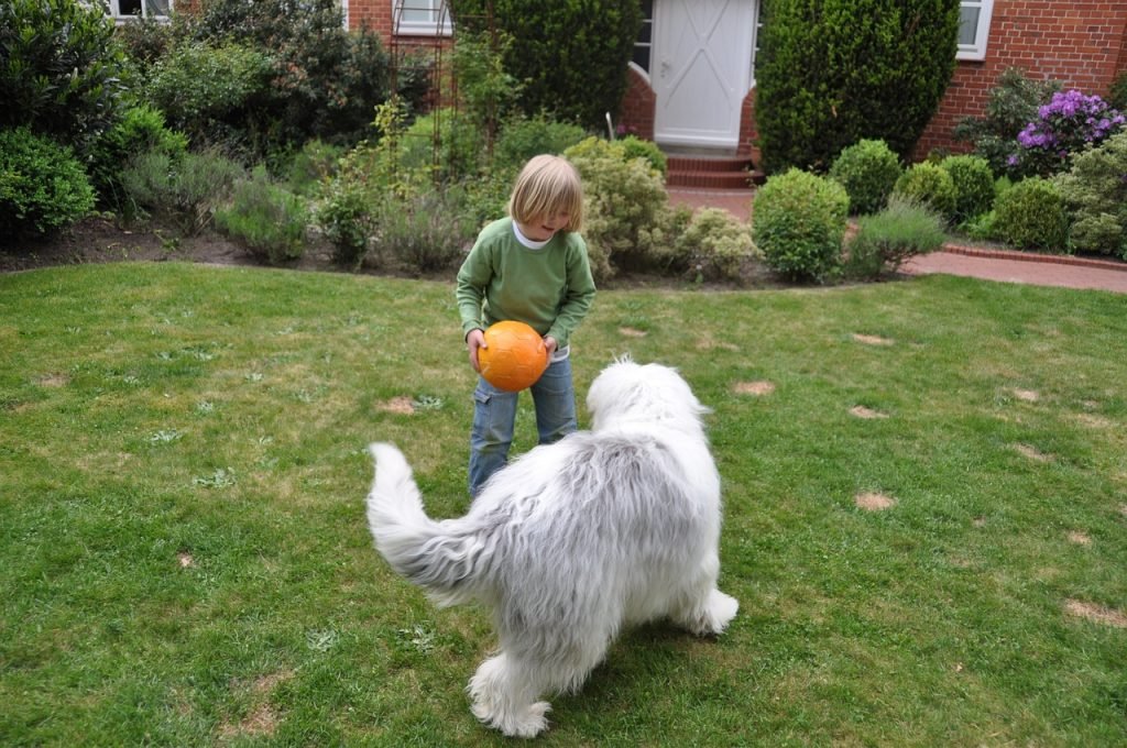 child and dog playing